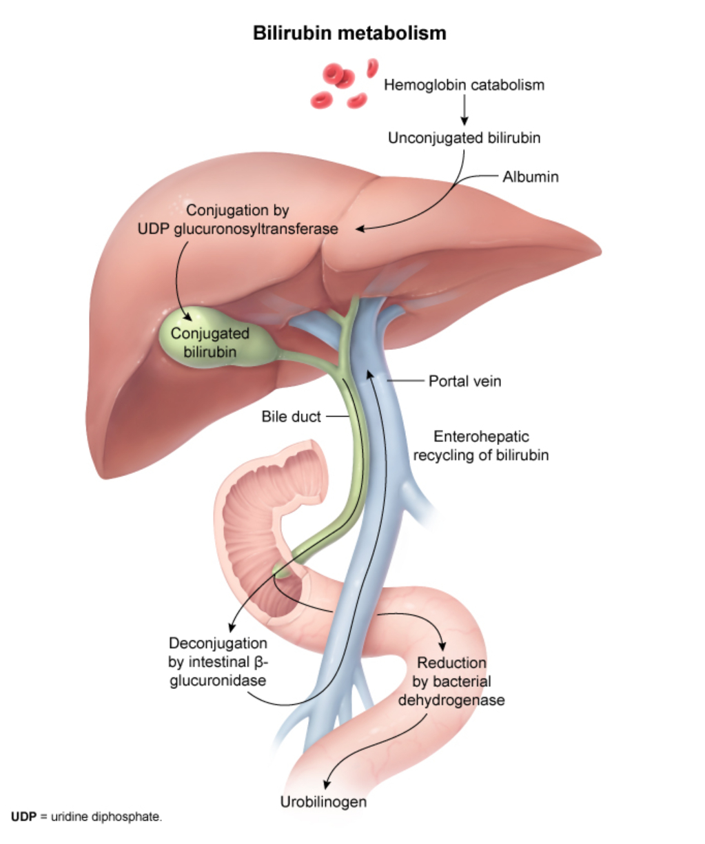 Bilirubin Metabolism Pathway